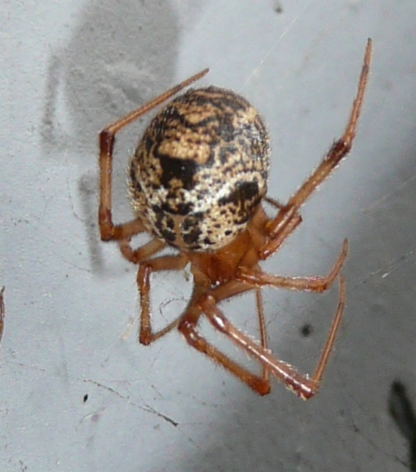 Parasteatoda cfr tepidariorum